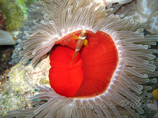 Poisson clown - Amphiprion bicinctus.JPG